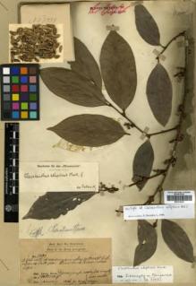 Type specimen at Edinburgh (E). Dr G. King's Collector: 3739. Barcode: E00314361.