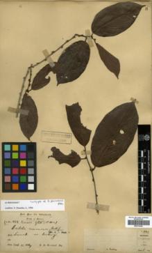 Type specimen at Edinburgh (E). Haviland, George; Hose, Charles: 1858. Barcode: E00314369.