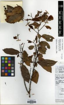 Type specimen at Edinburgh (E). Anderson, James: S.30854. Barcode: E00314370.