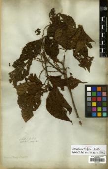 Type specimen at Edinburgh (E). Wallich, Nathaniel: 7829.B. Barcode: E00314373.