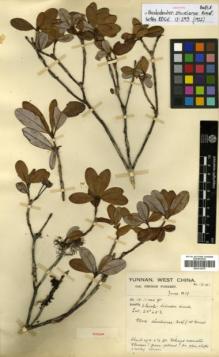 Type specimen at Edinburgh (E). Forrest, George: 18151. Barcode: E00314375.