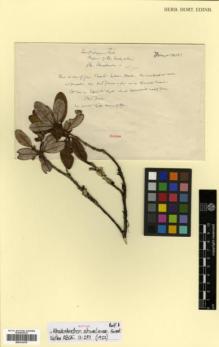 Type specimen at Edinburgh (E). Forrest, George: 18151. Barcode: E00314376.