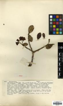 Type specimen at Edinburgh (E). Kingdon-Ward, Francis: 3302. Barcode: E00314377.