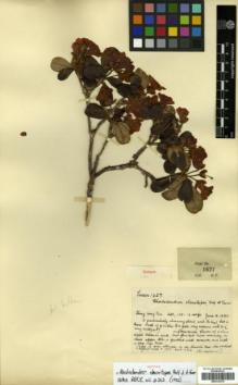 Type specimen at Edinburgh (E). Farrer, Reginald: 1627. Barcode: E00314379.