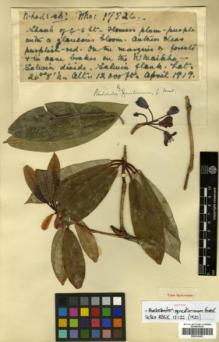 Type specimen at Edinburgh (E). Forrest, George: 17824. Barcode: E00314381.
