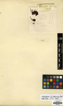 Type specimen at Edinburgh (E). Forrest, George: 17824. Barcode: E00314384.