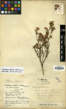 Type specimen at Edinburgh (E). Forrest, George: 12478. Barcode: E00314392.
