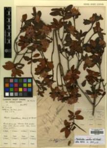 Type specimen at Edinburgh (E). Forrest, George: 13915. Barcode: E00314395.
