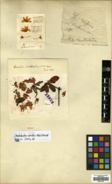 Type specimen at Edinburgh (E). Forrest, George: 13915. Barcode: E00314396.