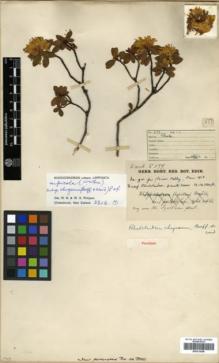 Type specimen at Edinburgh (E). Kingdon-Ward, Francis: 577. Barcode: E00314398.