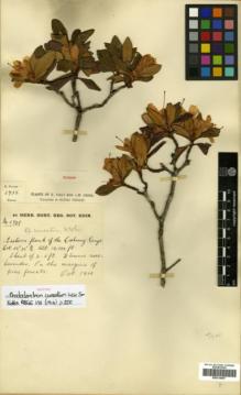 Type specimen at Edinburgh (E). Forrest, George: 6738. Barcode: E00314407.