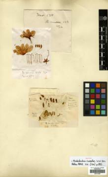 Type specimen at Edinburgh (E). Forrest, George: 6738. Barcode: E00314408.