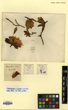 Type specimen at Edinburgh (E). Forrest, George: 6738. Barcode: E00314409.