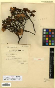 Type specimen at Edinburgh (E). Forrest, George: 12520. Barcode: E00314413.