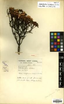 Type specimen at Edinburgh (E). Forrest, George: 12520. Barcode: E00314414.