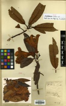 Type specimen at Edinburgh (E). Cavalerie, Pierre: 54. Barcode: E00314419.