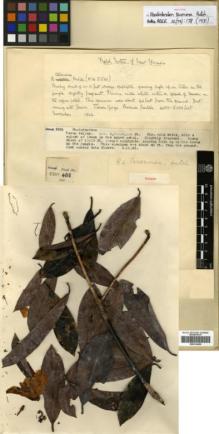 Type specimen at Edinburgh (E). Kingdon-Ward, Francis: 5501. Barcode: E00314420.
