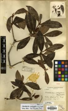 Type specimen at Edinburgh (E). Forrest, George: 11547. Barcode: E00314433.