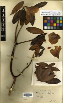 Type specimen at Edinburgh (E). Cavalerie, Pierre: 3883. Barcode: E00314442.