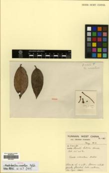 Type specimen at Edinburgh (E). Forrest, George: 11866. Barcode: E00314451.