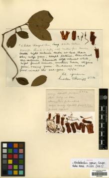 Type specimen at Edinburgh (E). Ludlow, Frank; Sherriff, George: 2334. Barcode: E00314454.
