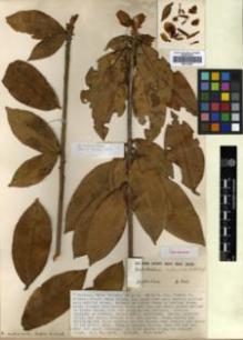 Type specimen at Edinburgh (E). Kingdon-Ward, Francis: 8046. Barcode: E00314460.