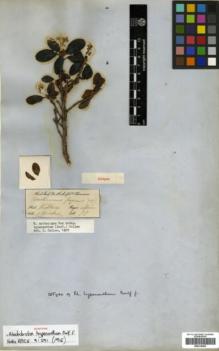 Type specimen at Edinburgh (E). Thomson, Thomas: . Barcode: E00314462.