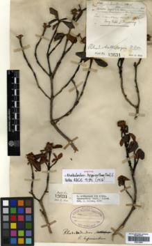 Type specimen at Edinburgh (E). Watt, George: 13631. Barcode: E00314469.