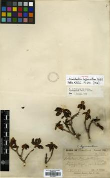 Type specimen at Edinburgh (E). Duthie, John: 11021. Barcode: E00314471.