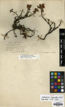 Type specimen at Edinburgh (E). Minniken, G.: . Barcode: E00314477.