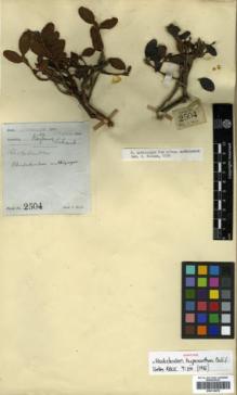 Type specimen at Edinburgh (E). Watt, George: 2504. Barcode: E00314478.