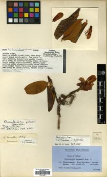 Type specimen at Edinburgh (E). Ludlow, Frank; Sherriff, George: 3089. Barcode: E00314480.