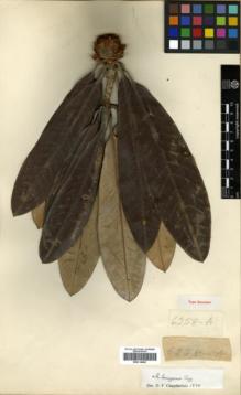 Type specimen at Edinburgh (E). Kingdon-Ward, Francis: 6258A. Barcode: E00314482.