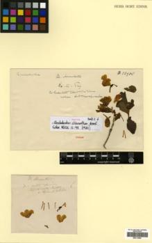 Type specimen at Edinburgh (E). Forrest, George: 13900. Barcode: E00314484.