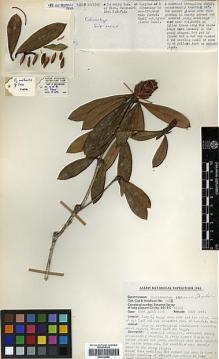 Type specimen at Edinburgh (E). Cox, Peter; Hutchison, Peter: 475B. Barcode: E00314490.