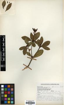 Type specimen at Edinburgh (E). Cox, Peter; Hutchison, Peter: 475A. Barcode: E00314491.