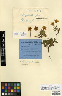 Type specimen at Edinburgh (E). Lowndes, Donald: 1174. Barcode: E00314492.