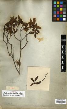 Type specimen at Edinburgh (E). Wallich, Nathaniel: 758. Barcode: E00314493.