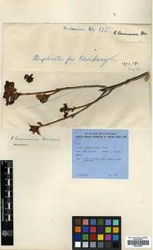Type specimen at Edinburgh (E). Polunin, Oleg: 175. Barcode: E00314494.