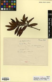 Type specimen at Edinburgh (E). Farrer, Reginald: 1645. Barcode: E00314499.