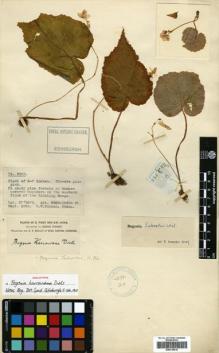 Type specimen at Edinburgh (E). Forrest, George: 3055. Barcode: E00315019.