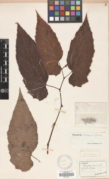 Type specimen at Edinburgh (E). Henry, Augustine: 10737A. Barcode: E00315022.