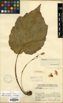 Type specimen at Edinburgh (E). Handel-Mazzetti, Heinrich: 9939. Barcode: E00315023.
