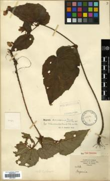 Type specimen at Edinburgh (E). Howell, E.: 103. Barcode: E00315025.