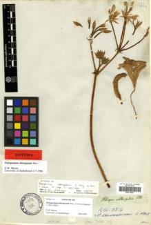 Type specimen at Edinburgh (E). Drège, Jean: . Barcode: E00315087.