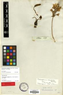 Type specimen at Edinburgh (E). : 1290. Barcode: E00315088.