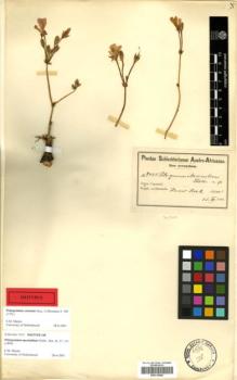 Type specimen at Edinburgh (E). Schlechter, Max: 9421. Barcode: E00315089.