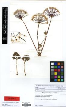 Type specimen at Edinburgh (E). Van Jaarsveld, Ernst: 4100. Barcode: E00315141.