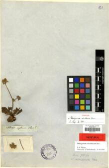 Type specimen at Edinburgh (E). : . Barcode: E00315151.