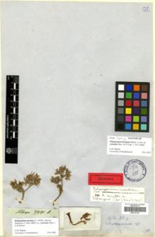 Type specimen at Edinburgh (E). Drège, Jean: 7491B. Barcode: E00315152.
